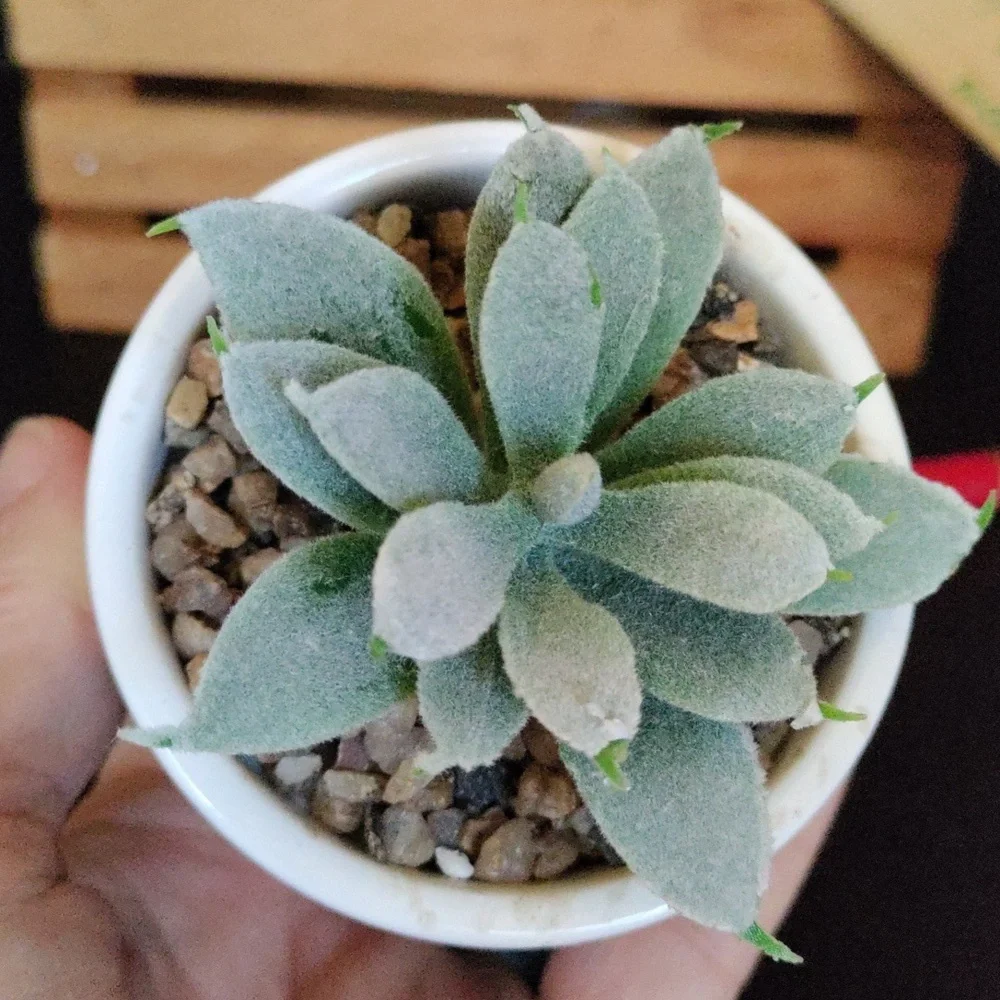 Planter for teacher with faux succulent - Picture 4 of 10